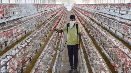 Bird Flu in India: Avian Influenza Confirmed in 11 States Affected So Far; Authorities on Alert