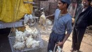 Bird Flu Outbreak in India: Avian Influenza Reported in 13 States, Compensation Paid to Farmers Whose Poultry Birds Are Culled