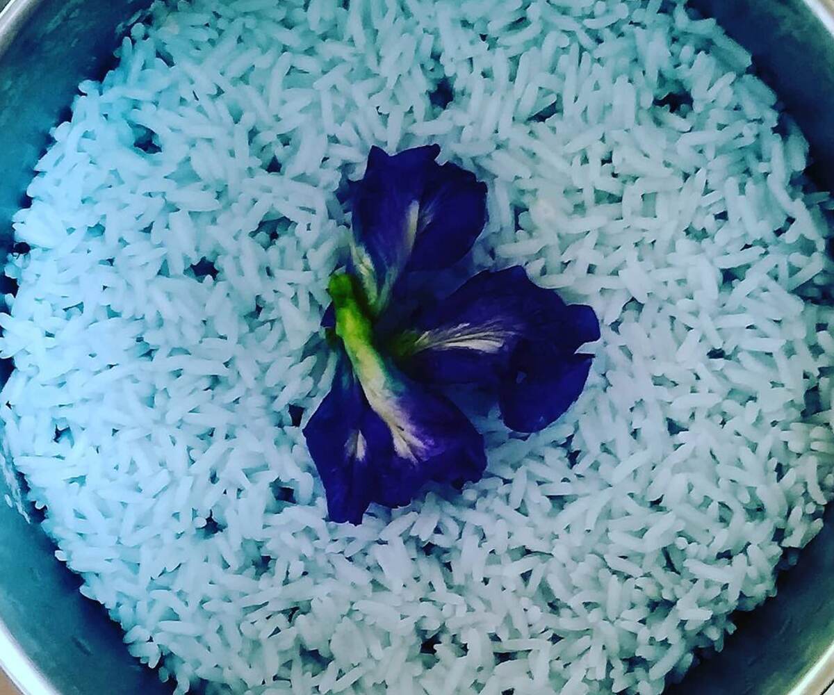 The Asian cuisine rice dish gets its blue colour from the petals of Asian pigeonwings flowers. The Asian cuisine rice dish gets its blue colour from the petals of Asian pigeonwings flowers.