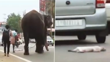 ‘Elephant in Chains…Still More Humane!’ Jumbo Stops on Its Way Seeing a Dog’s Dead Body, While Humans & Vehicles Run Unbothered, Watch Viral Video