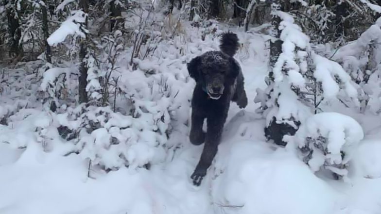 A Man or Dog? Mind-Boggling Optical Illusion Pic From Snowy Forest Befuddles the Internet, Netizens Go &lsquo;Whoa!&rsquo;