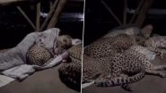 Cheetahs Sleep With Priest Every Night at Rajasthan's Pipleshwar Mahadev Temple? Here&rsquo;s the Truth Behind the Old Video Going Viral With False Claim on the Internet