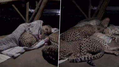 Cheetahs Sleep With Priest Every Night at Rajasthan's Pipleshwar Mahadev Temple? Here’s the Truth Behind the Old Video Going Viral With False Claim on the Internet