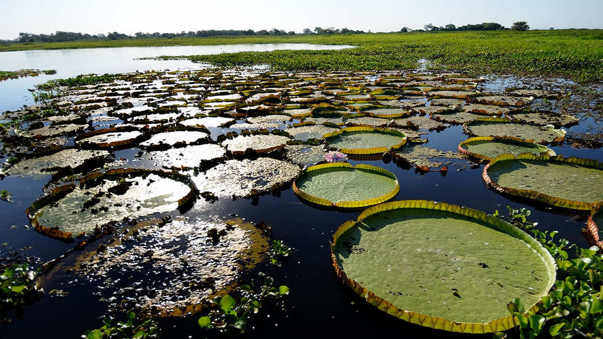 Pantanal, Natural region in South America Pantanal, Natural region in South America