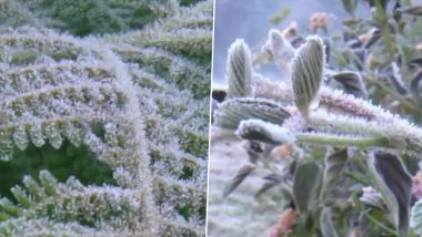 Kerala: Frost Forms on Plants & Grass in Munnar As Temperature Dips Below Below Zero Degree Celsius (Watch Video)