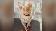Outrageous! Ukrainian Influencer Tattooed Her Sphynx Cat, Viral Pic Sparks Anger Among Animal Lovers