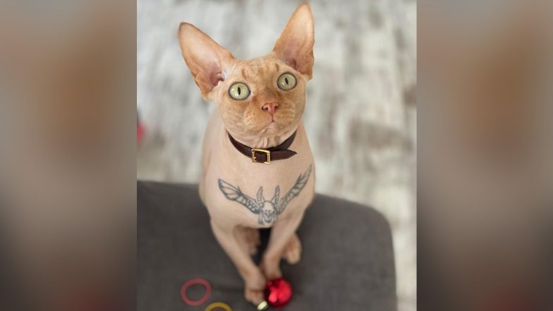 30 Oddly Charming Sphynx Cat Tattoos  Tattoodo