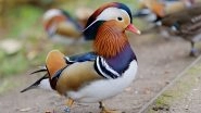 Rare Mandarin Duck Spotted in Assam Wetlands After Almost a Century! Everything You Want to Know About the Perching Duck Species (View Pics)