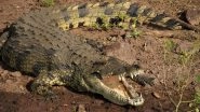 Crocodile vs Alligator; Here Are The Differences Between The Two Reptiles