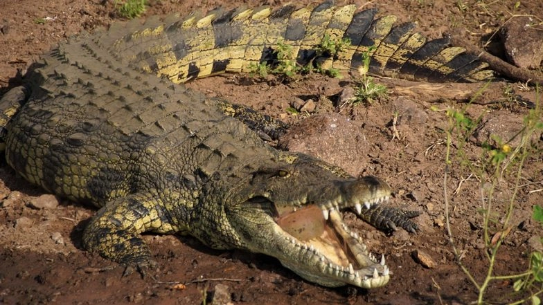 Crocodile Attacks Man in UP's Lakhimpur Kheri