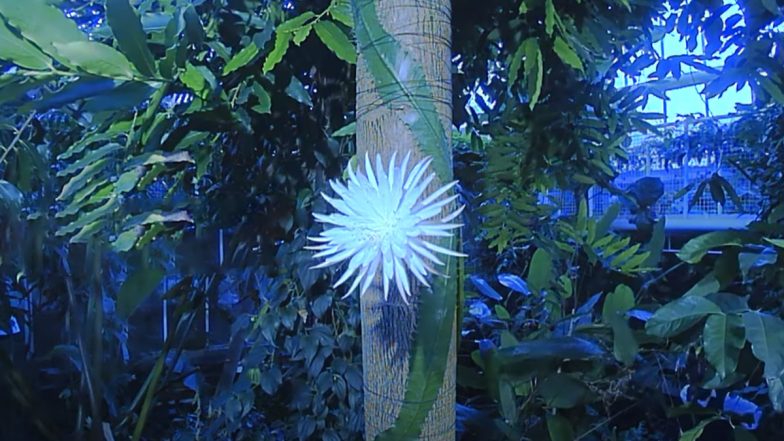 Cambridge Moonflower Bloom: Rare Amazonian Cactus 'Selenicereus Wittii' Opens For One Night Only, Watch Timelapse Video