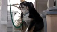 Fur-Tune! Lulu, 8-Year-Old Border Collie Dog in Tennessee Inherits $5M From Her Wealthy Owner (Watch Video)