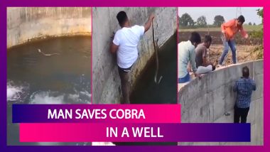 Man Saves Cobra In A Well, Viral Video Clip Leaves Netizens Shocked