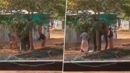 Tamil Nadu: Video of Two Mahouts Beating Temple Elephant at Rejuvenation Camp in Thekkampatti Goes Viral