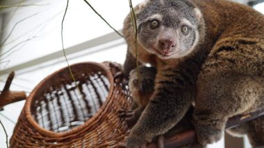 Endangered Marsupial Known As a Bear Cuscus Born in Wroclaw Zoo in Poland (Watch Video)