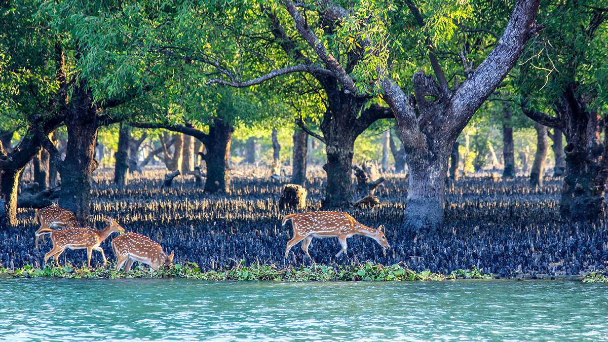 Sundarbans, Forest in Asia Sundarbans, Forest in Asia
