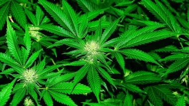Can Weed Help Fight COVID-19? Laboratory Study Reveals Two Cannabis Compounds That May Prevent Covid Infection From Entering Human Cells