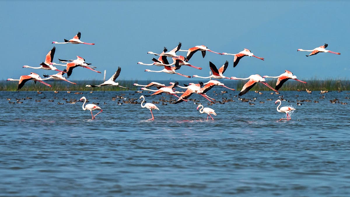Chilika Lake, Lagoon in Odisha Chilika Lake, Lagoon in Odisha