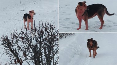 Pics of Colorful Dogs from Russian Streets Go Viral, Days After Blue-Furred Stray Puppies Were Spotted! Here's Why the Canine Have Coloured Fur