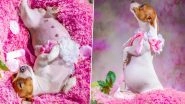 Oh My Dogness! Pregnant Dog Gets Maternity Photoshoot and the Pics Will Melt Your Heart, Viral Twitter Thread Documents Amazing Journey of Expectant Canine Moms and Their Lil Puppies