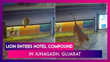 Lion Enters Hotel Compound In Junagadh, Gujarat; CCTV Video Clips Go Viral