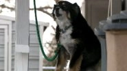 Tennessee Man Leaves $5 Million to Pet Border Collie 'Lulu'