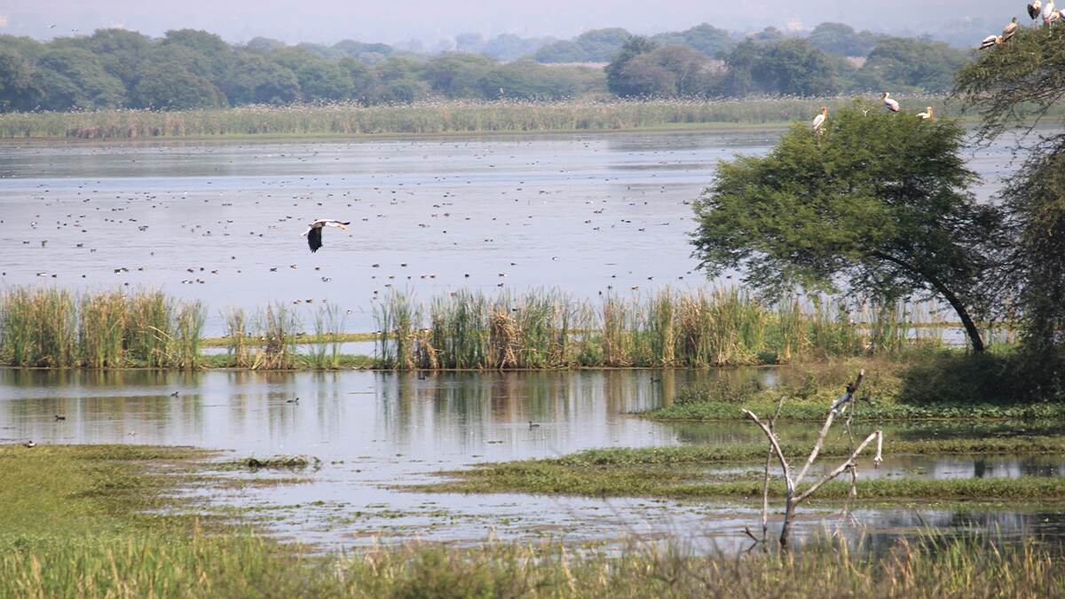 Nandur Madhyameshwar Bird Sanctuary Park, Tourist attraction in Maharashtra Nandur Madhyameshwar Bird Sanctuary Park, Tourist attraction in Maharashtra