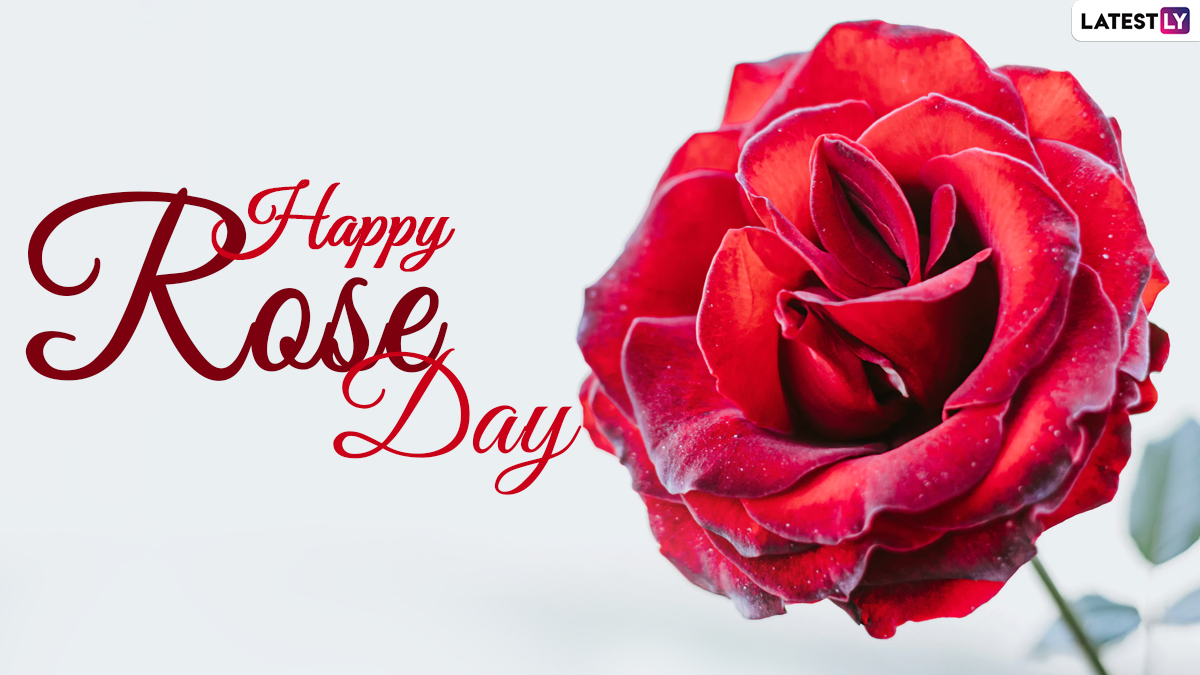 Festivals & Events News | Happy Rose Day 2021 Messages for Him ...