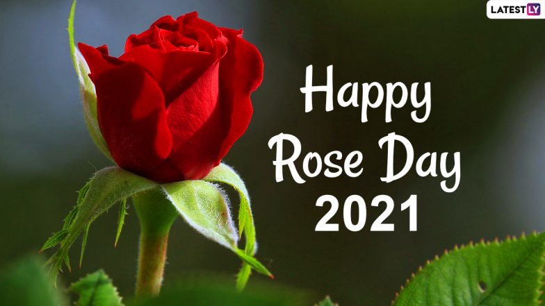 Rose Day Images & HD Wallpapers for Free Download Online: Wish Happy Rose  Day 2021 With WhatsApp Stickers, GIF Greetings, Flower Photos and Quotes |  🙏🏻 LatestLY