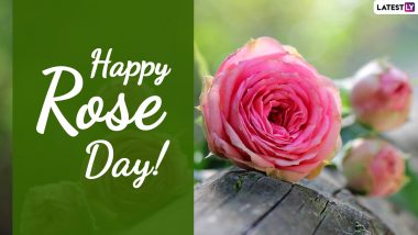 Rose Day 2021 Wishes, Greetings and HD Images: WhatsApp Stickers, Telegram Messages, Romantic Quotes, Signal Photos, Facebook Messages and GIFs to Celebrate Valentine Week