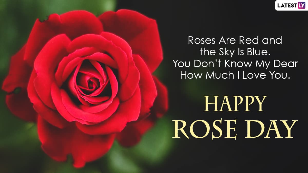 Rose Day 2021 Wishes for Girlfriend & HD Images: WhatsApp Sticker ...