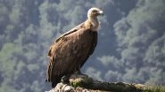 Bangladesh Becomes First Country To Ban All Known Vulture-Toxic Drugs