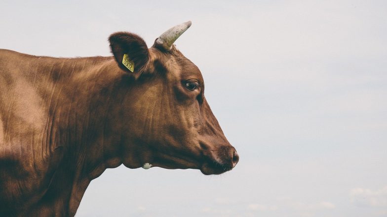 Video of Man Carrying Cow in a Car as a Funny ‘Jugaad’ Goes Viral!