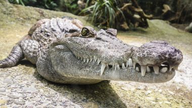Crocodile Attack in Gujarat: Teenager Dragged Away by Reptile in Dhadar River, Remains Missing