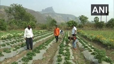Maharashtra: Uncle-Nephew Duo Creates History by Successfully Cultivating Strawberries in Panvel