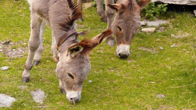 Donkey Meat Becoming Popular in Parts of Andhra Pradesh, Illegal Slaughter on Rise: Report