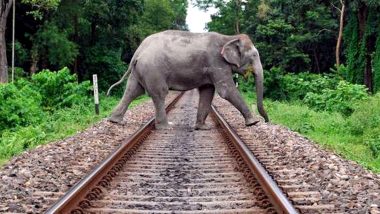 Elephant Hit by Thiruvanthapuram-Chennai Express Train on Tamil Nadu-Kerala Border Border Dead