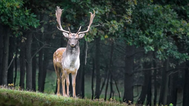 COVID-19 Infection Detected in 129 Deer in Ohio, Coronavirus Likely Spread From Humans: Study