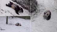 Video of Giant Pandas Mei Xiang and Tian Tian Sliding, Rolling and Summersaulting on 'Snow Day' Will Kill Your Moday Blues!