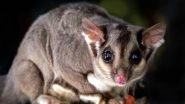 Buruli Ulcer in Australia: What Is Flesh-Eating Disease? How Is It Spread? Is It Linked to Possum? Here&rsquo;s Everything to Know About the Infection