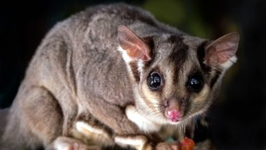 Buruli Ulcer in Australia: What Is Flesh-Eating Disease? How Is It Spread? Is It Linked to Possum? Here’s Everything to Know About the Infection