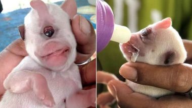 Little White Puppy With One Eye, Two Tongues But No Nose Born in Philippines's Aklan (Watch Video & Pics)