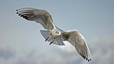 Woman Bites Off Man’s Tongue During Street Brawl, Seagull Flies Off With It