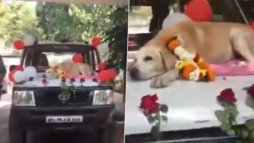 Sniffer Dog, Spike, Part of Bomb Detection and Disposal Squad of Nashik City Police Force, Receives Grand Farewell After 11 Years of Service (Watch Video)
