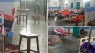 Stray Dogs Seen Walking Freely Inside Patient Ward at Government Medical College and Hospital in Maharashtra&rsquo;s Nagpur; Watch Viral Video