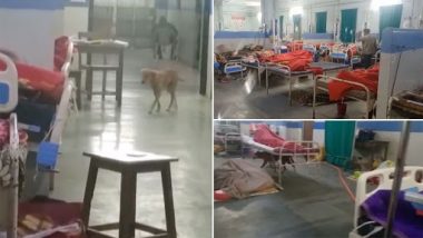 Stray Dogs Seen Walking Freely Inside Patient Ward at Government Medical College and Hospital in Maharashtra’s Nagpur; Watch Viral Video