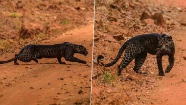 Rare Black Leopard Spotted in Maharashtra! Wildlife Photographer, Anurag Gawande Once Again Mesmerises Netizens with Beautiful Pics and Videos