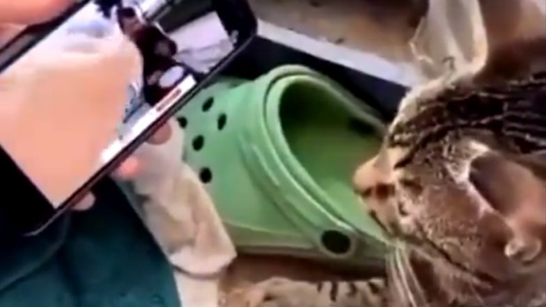 Remember The Cat Head-Bobbing to Bilal Göregen's 'Ievan Polkka'? Another Video of a Kitty Vibing to The Beats While Watching the Iconic Video is Going Viral