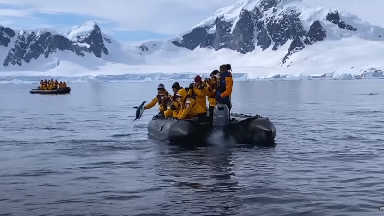 Breathtaking Video Captures Heroic Moment When Penguin Jumps Onto Boat Full of Tourists to Escape From Killer Whales