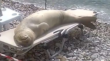 Seal Chilling by the Beach! Adorable Video of the Marine Animal Resting at a Lounge Chair Goes Viral